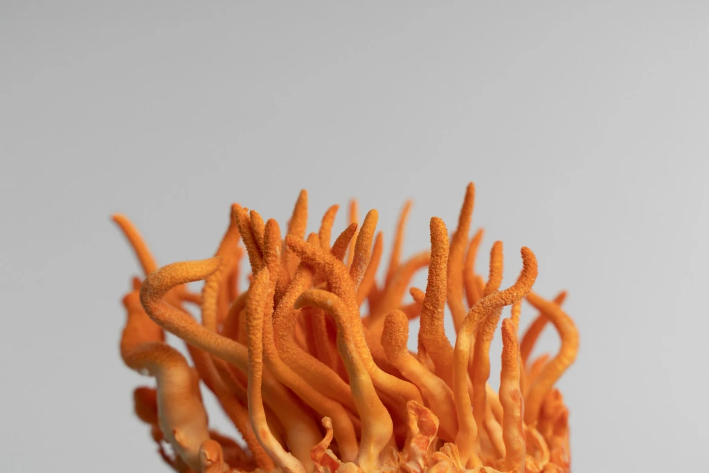 Cordyceps militaris fresco, de color naranja intenso, sobre fondo gris