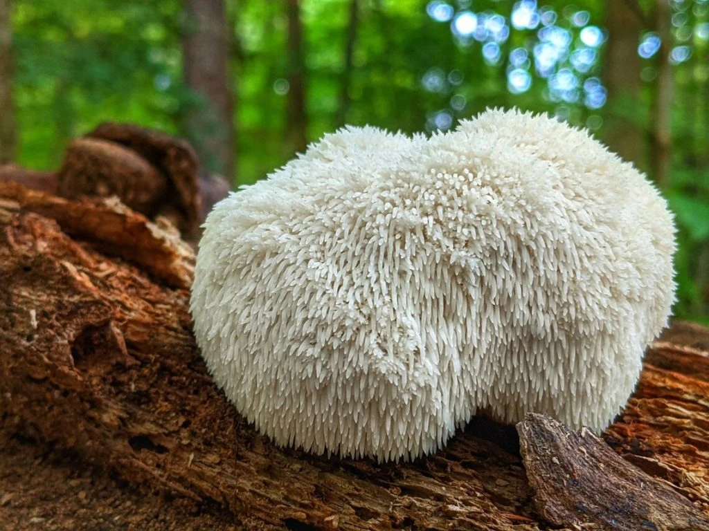 Hongo melena de león (Hericium erinaceus) fresco sobre un tronco en el bosque