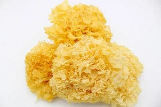 Hongo tremella (Tremella fuciformis) seco, de color amarillo, sobre fondo blanco