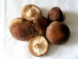 Hongos shiitake (Lentinula edodes) frescos sobre fondo blanco