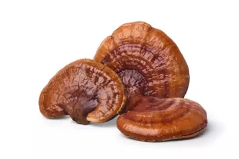 Hongos Reishi (Ganoderma lucidum) secos sobre fondo blanco