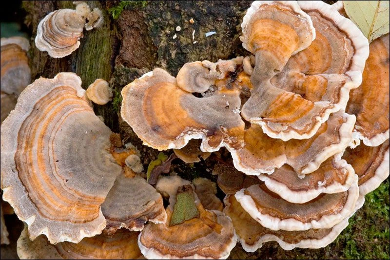 Hongo cola de pavo (Trametes versicolor) creciendo en capas sobre un tronco