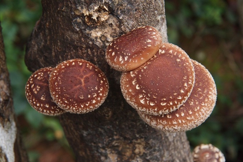 Hongos shiitake creciendo sobre un tronco