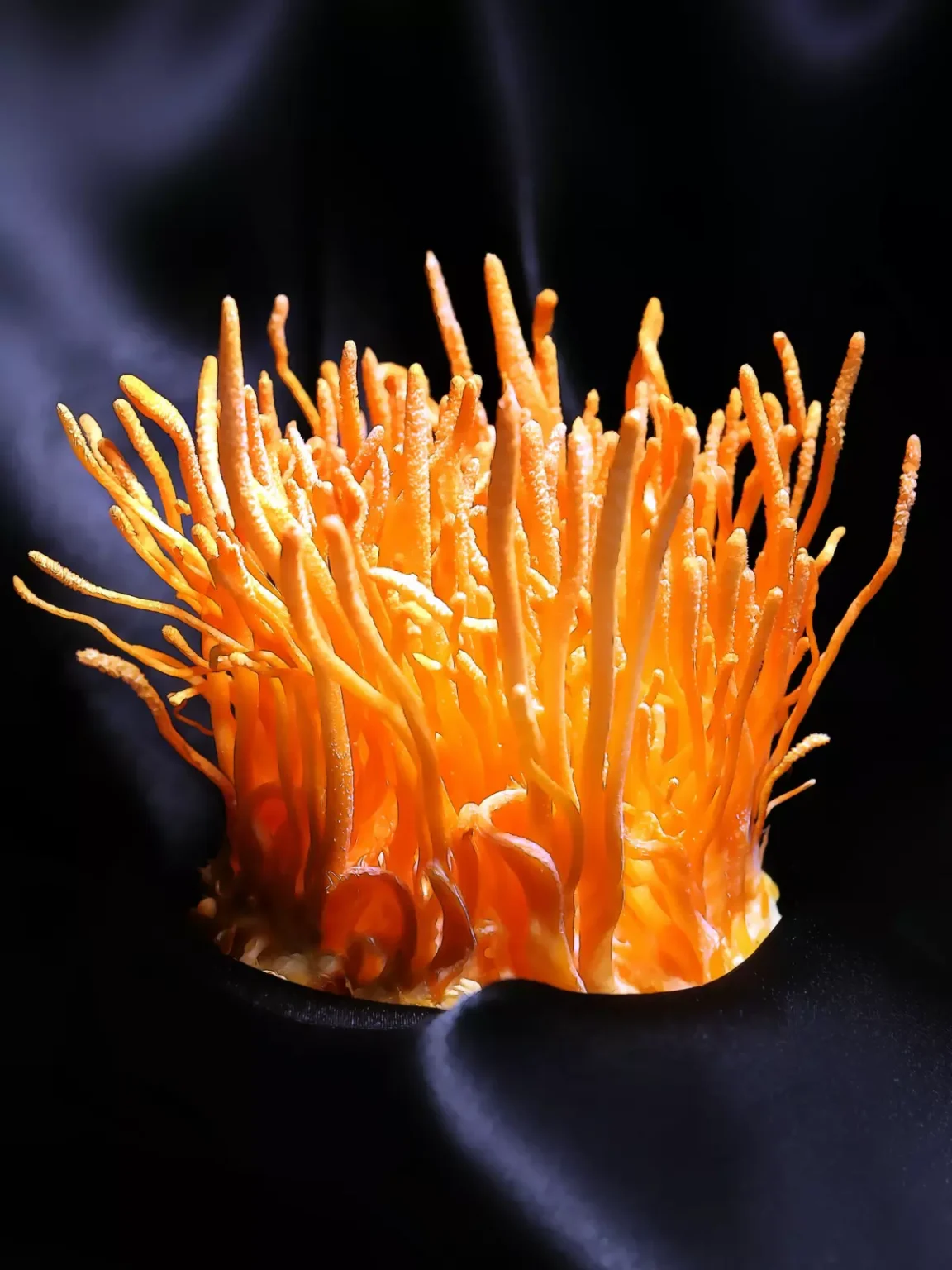 Cordyceps militaris de color naranja sobre fondo oscuro