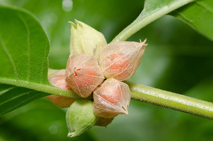 Frutos y hojas de la planta de ashwagandha (Withania somnifera)
