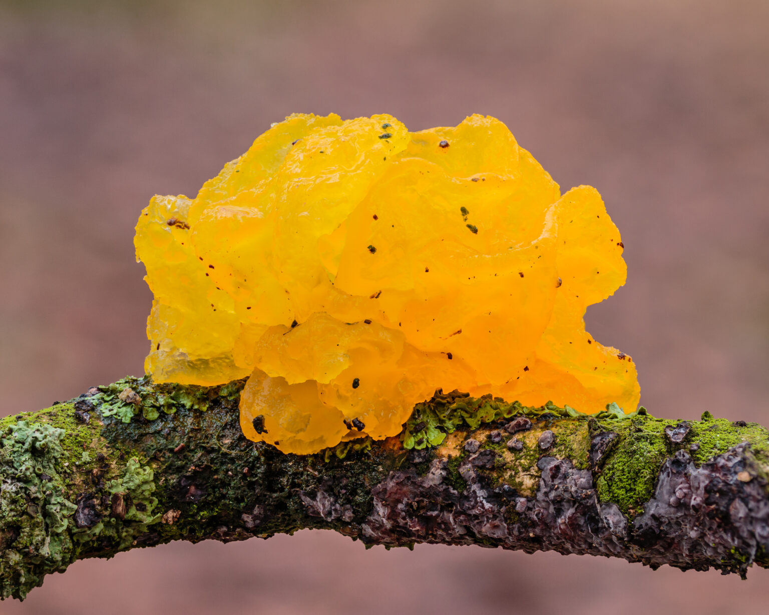Hongo gelatinoso amarillo del género Tremella creciendo sobre una rama con musgo