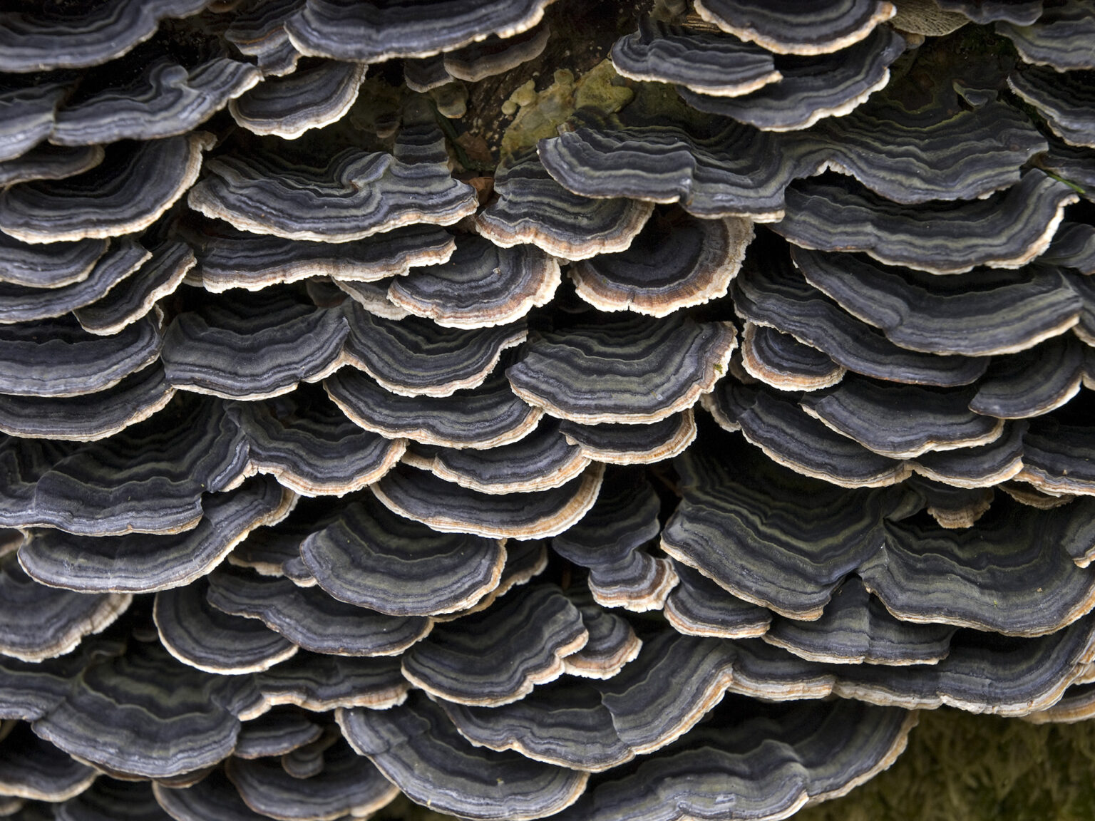 Hongo cola de pavo (Trametes versicolor) creciendo en capas sobre la corteza de un árbol