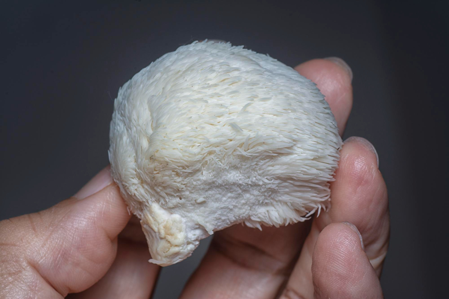 Mano sosteniendo un hongo melena de león (Hericium erinaceus) fresco