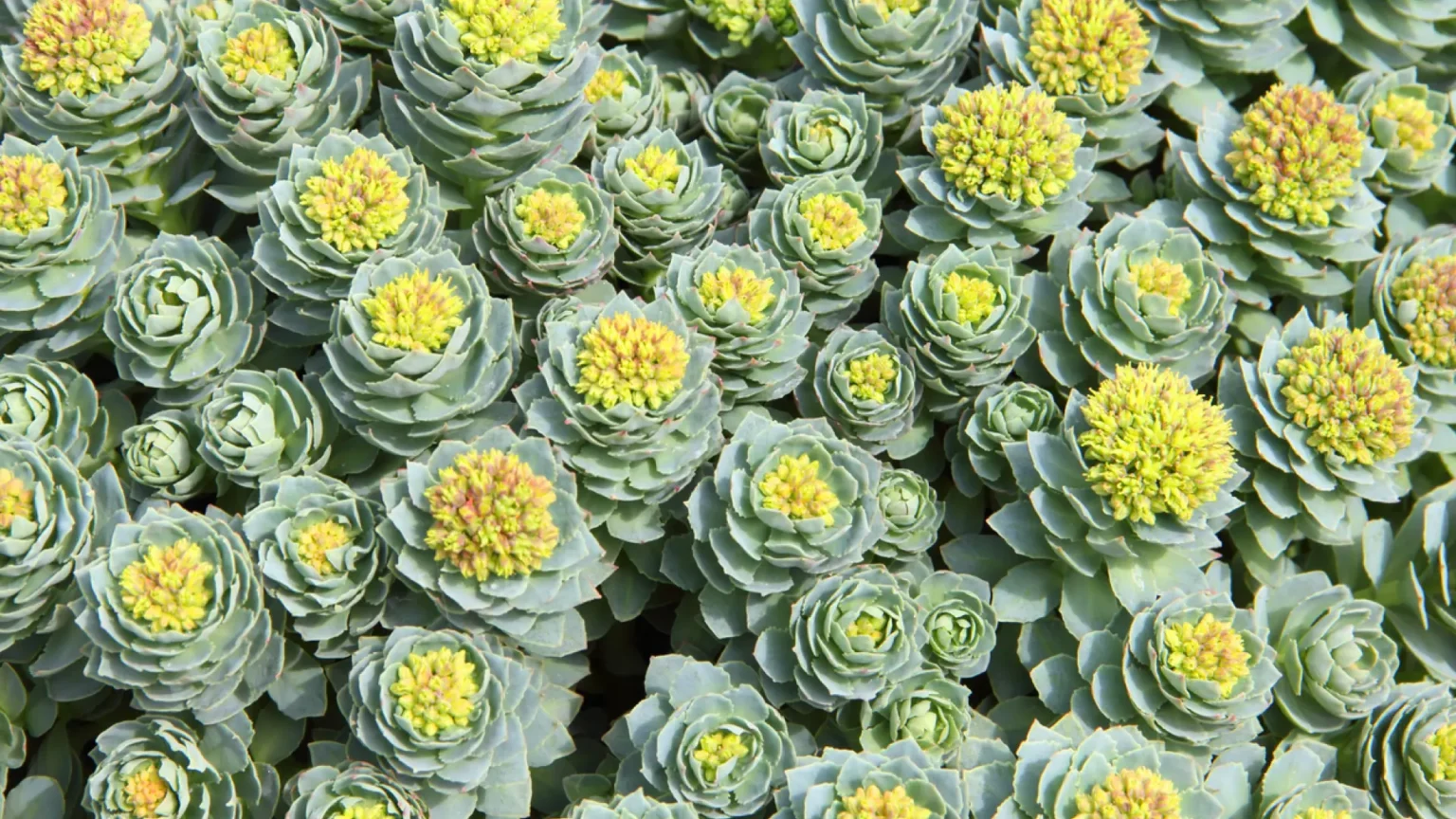 Planta de Rhodiola rosea con flores amarillas vista desde arriba