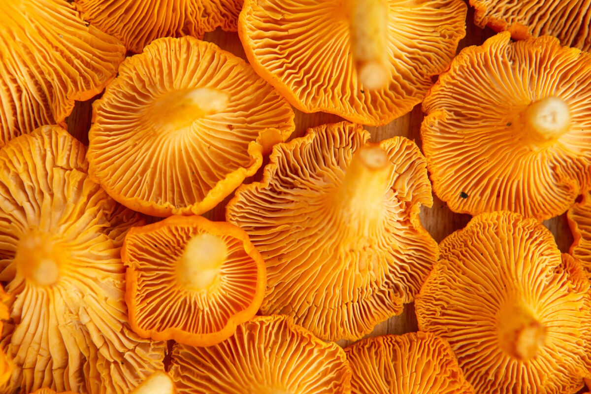 Hongos de color naranja vistos desde arriba, con sus láminas a la vista