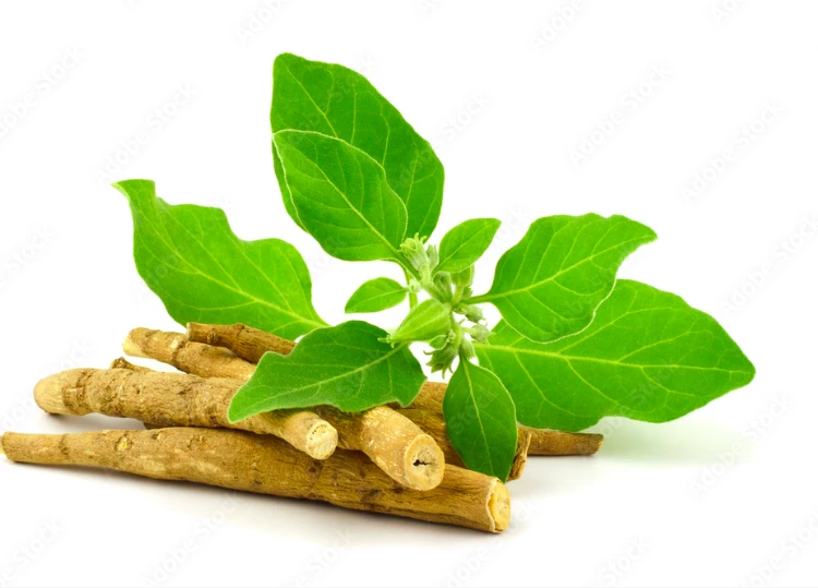 Raíces de ashwagandha (Withania somnifera) con hojas verdes frescas